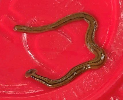 Hammerhead Worm.jpg